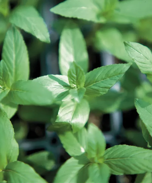 Peppermint Seed