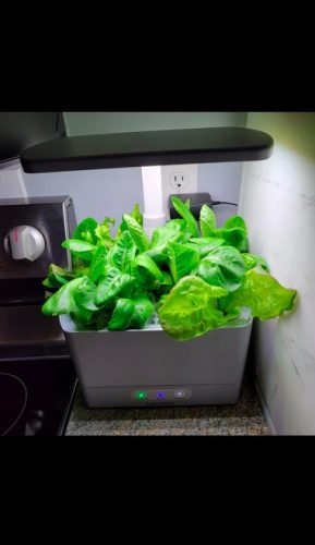 Deer Tongue - Organic Lettuce Seed photo review