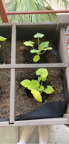 Multipik - (F1) Yellow Summer Squash Seed photo review