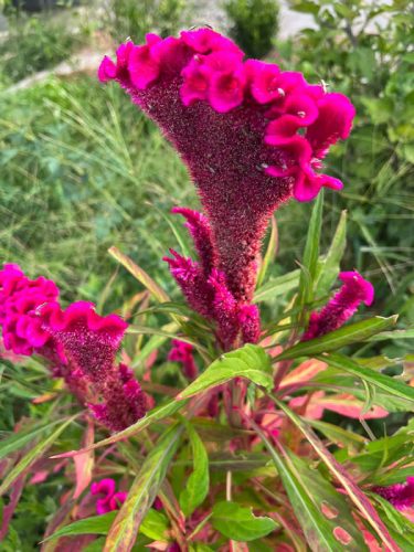Chief Mix - Celosia Seed photo review