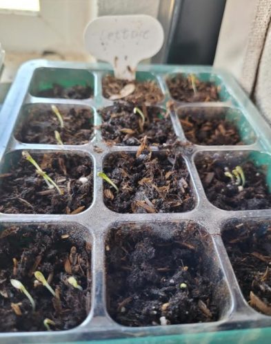 Deer Tongue - Organic Lettuce Seed photo review
