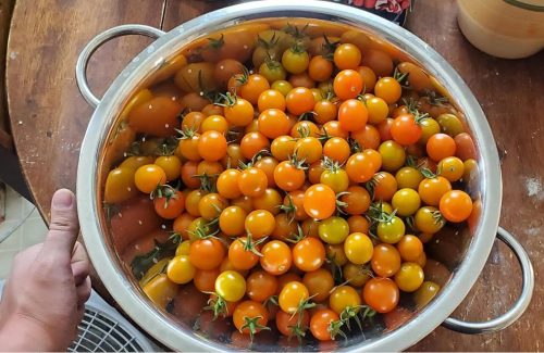 Sungold Tomato Seeds photo review