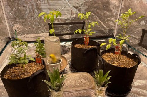 DRO141TX - (F1) Tomato Seed photo review