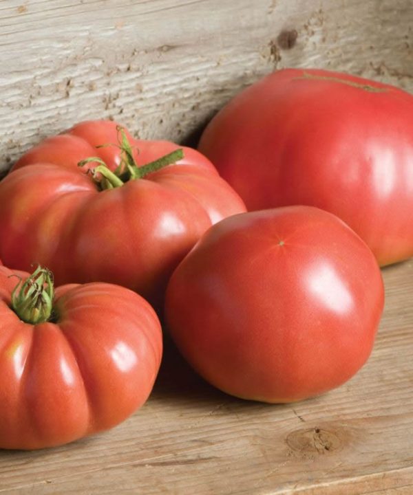 Grafted Heirloom Organic Tomato Seed