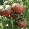 Marnero/Estamino Organic Tomato Seeds