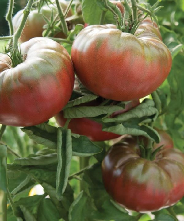 Marnero/Estamino Organic Tomato Seeds
