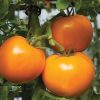 Beorange/Shin Cheong Gang Grafted - Organic (F1) Tomato Seed