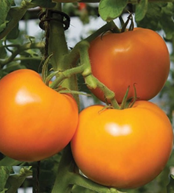 Beorange/Shin Cheong Gang Grafted - Organic (F1) Tomato Seed