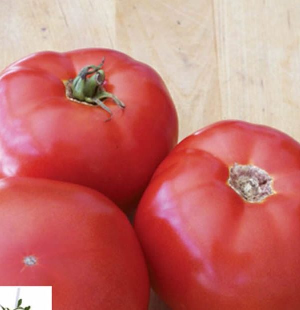 BHN-589/Shin Cheong Gang Grafted - Organic (F1) Tomato Seeds