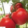 Bigdena/Shin Cheong Gang Grafted - Organic (F1) Tomato Seeds