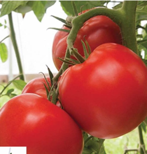 Bigdena/Shin Cheong Gang Grafted - Organic (F1) Tomato Seeds