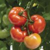 Geronimo/Shin Cheong Gang Grafted - Organic (F1) Tomato Seed