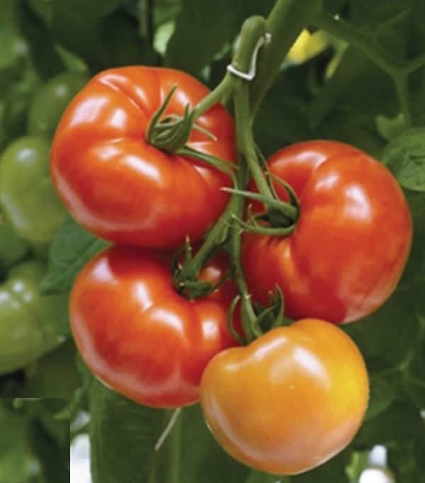 Geronimo/Shin Cheong Gang Grafted - Organic (F1) Tomato Seed