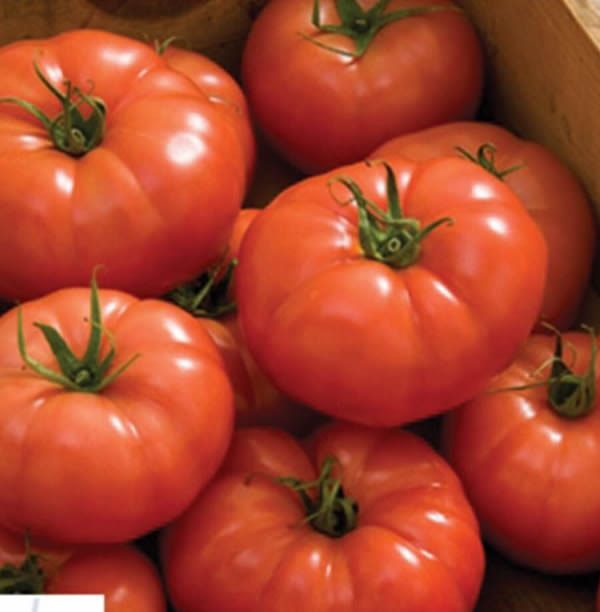 Rebelski/Shin Cheong Gang Grafted - Organic (F1) Tomato Seed