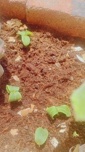 Citadel - (F1) Cucumber Seed photo review
