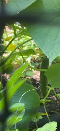 General Lee - (F1) Cucumber Seed photo review