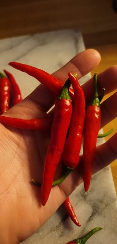 Red Flame - Organic Cayenne Pepper Seeds photo review