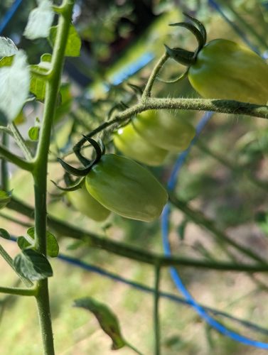 Speckled Roman - Organic Tomato Seed photo review