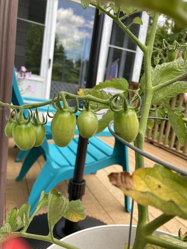 Speckled Roman - Organic Tomato Seed photo review