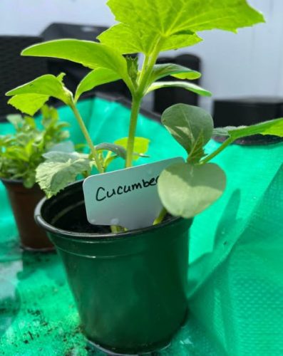 Nokya - (F1) Cucumber Seed photo review