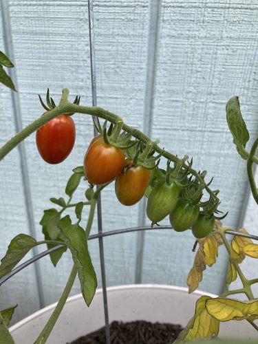 Pareso - (F1) Tomato Seed photo review