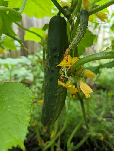 Corinto - Organic (F1) Cucumber Seed photo review