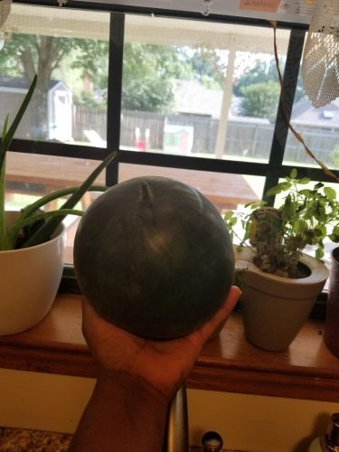 Sugar Baby - Watermelon Seed photo review