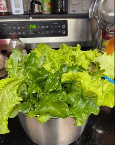 Starfighter - Lettuce Seed photo review