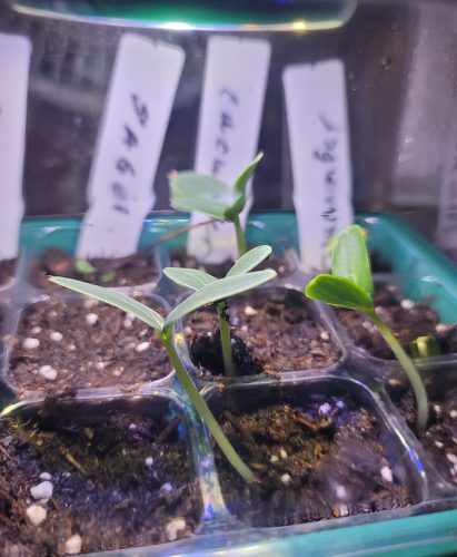 Nokya - (F1) Cucumber Seed photo review