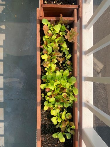 Allstar Gourmet Lettuce Mix - Lettuce Seeds photo review