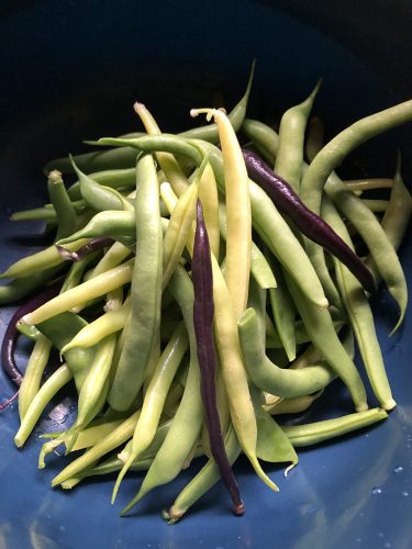Amethyst - Purple Bush Bean Seeds photo review