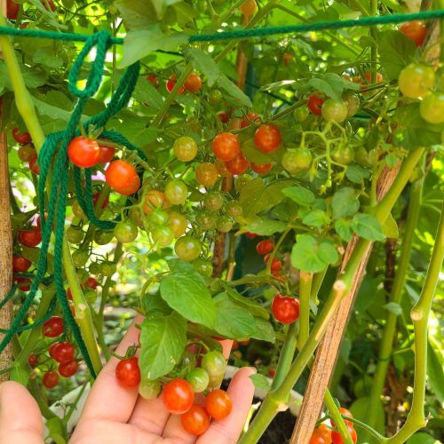 Sunpeach - (F1) Tomato Seed photo review