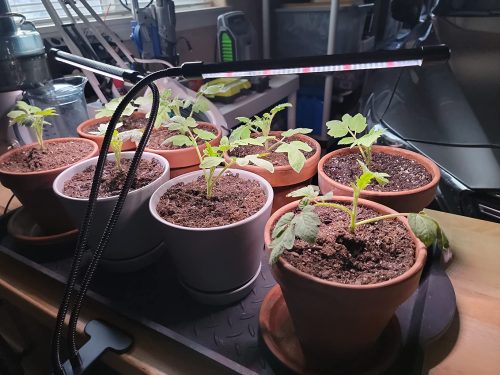 Speckled Roman - Organic Tomato Seed photo review
