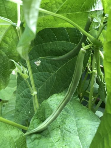 E-Z Pick - Organic Bean Seed photo review