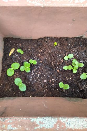 JWS 6823 PMR - Organic (F1) Butternut Squash Seed photo review