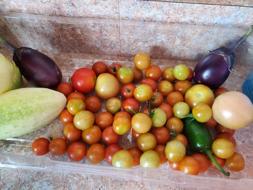 Beatrice - (F1) Eggplant Seed photo review