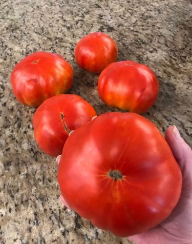 Brandywine - Organic Tomato Seed photo review