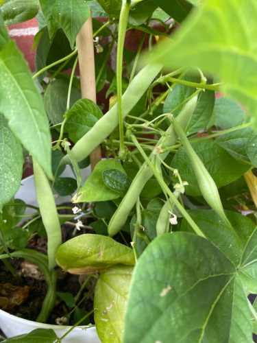 Provider - Organic Bean Seed photo review