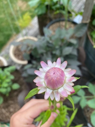 Silvery Rose - Strawflower Seed photo review