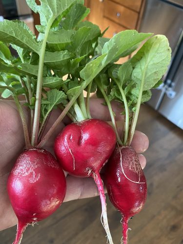 Cherriette - (F1) Radish Seed photo review