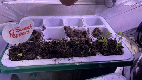 Goddess - (F1) Sweet Banana Pepper Seed photo review