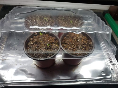 BHN 1021 - (F1) Tomato Seed photo review