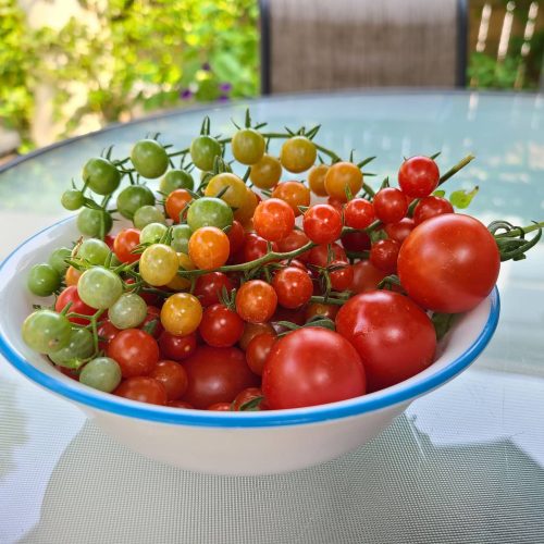 Sunpeach - (F1) Tomato Seed photo review