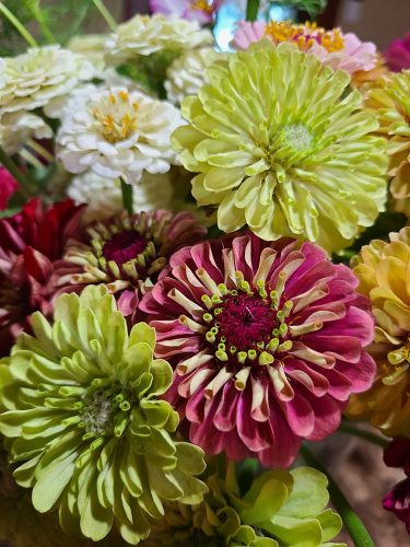 Queen Red Lime - Zinnia Seed photo review