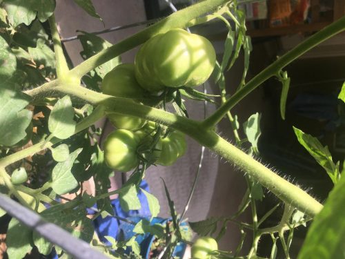 Grand Marshall - (F1) Tomato Seed photo review