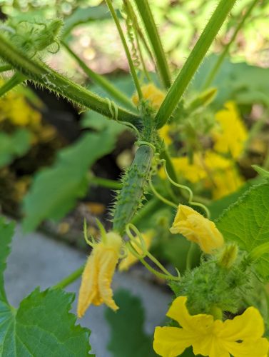 Corinto - Organic (F1) Cucumber Seed photo review