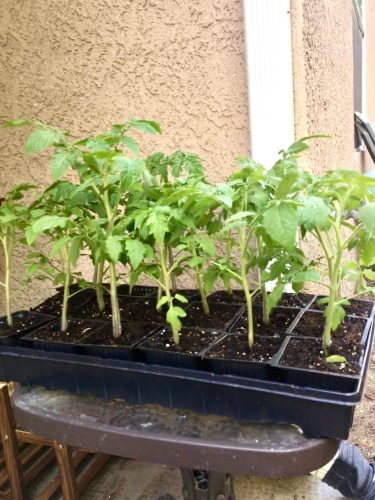 Grand Marshall - (F1) Tomato Seed photo review
