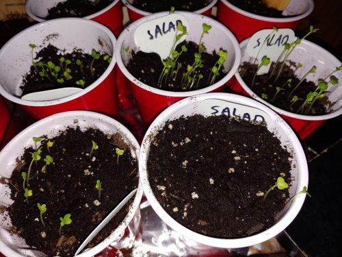 Five Star Greenhouse Lettuce Mix - Lettuce Seeds photo review