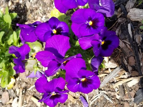 Majestic Giants II Formula Mix - Viola Seed photo review