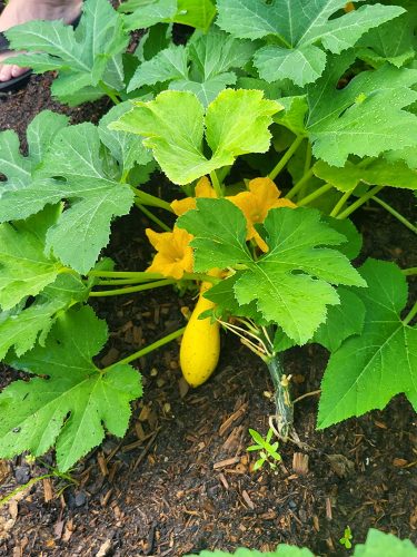 Yellow Crookneck - Organic Yellow Summer Squash Seed photo review